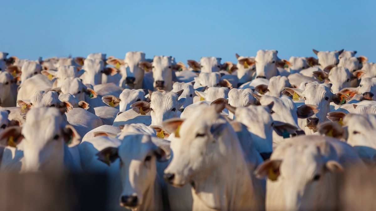 A interrupção das exportações de carne na Argentina pode afetar os brasileiros?