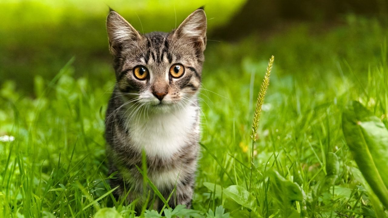 Quais são os sintomas de gatos com vermes?