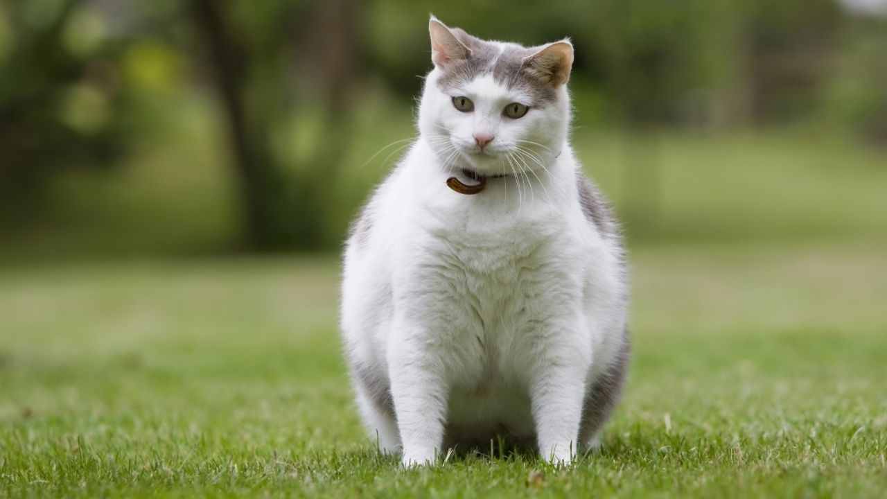 Seu gato está acima do peso? Saiba como resolver