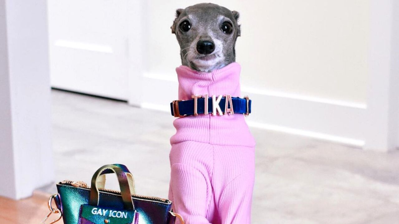 Conheça a Tika The Iggy, cachorra que faz sucesso como influenciadora de moda