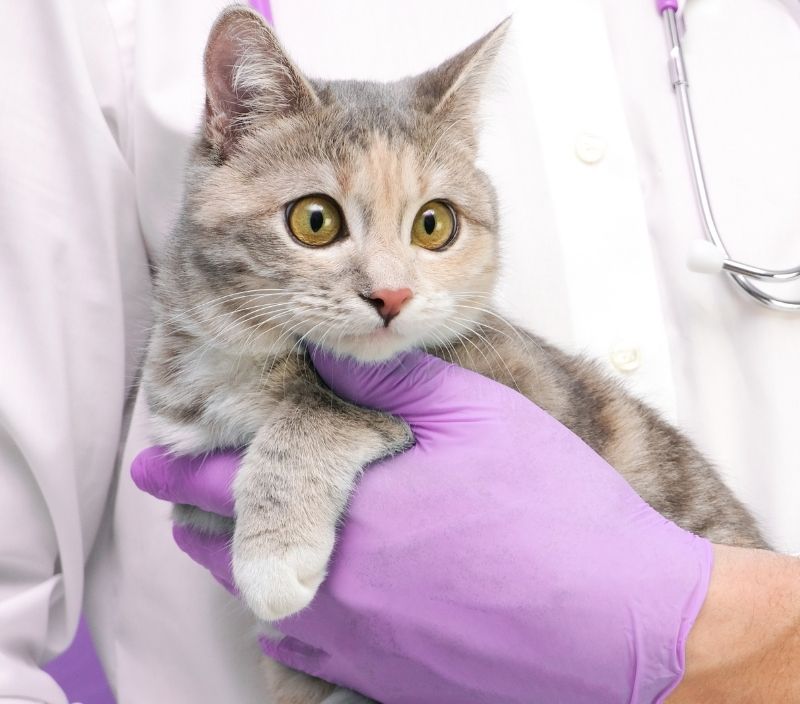 gato com veterinária