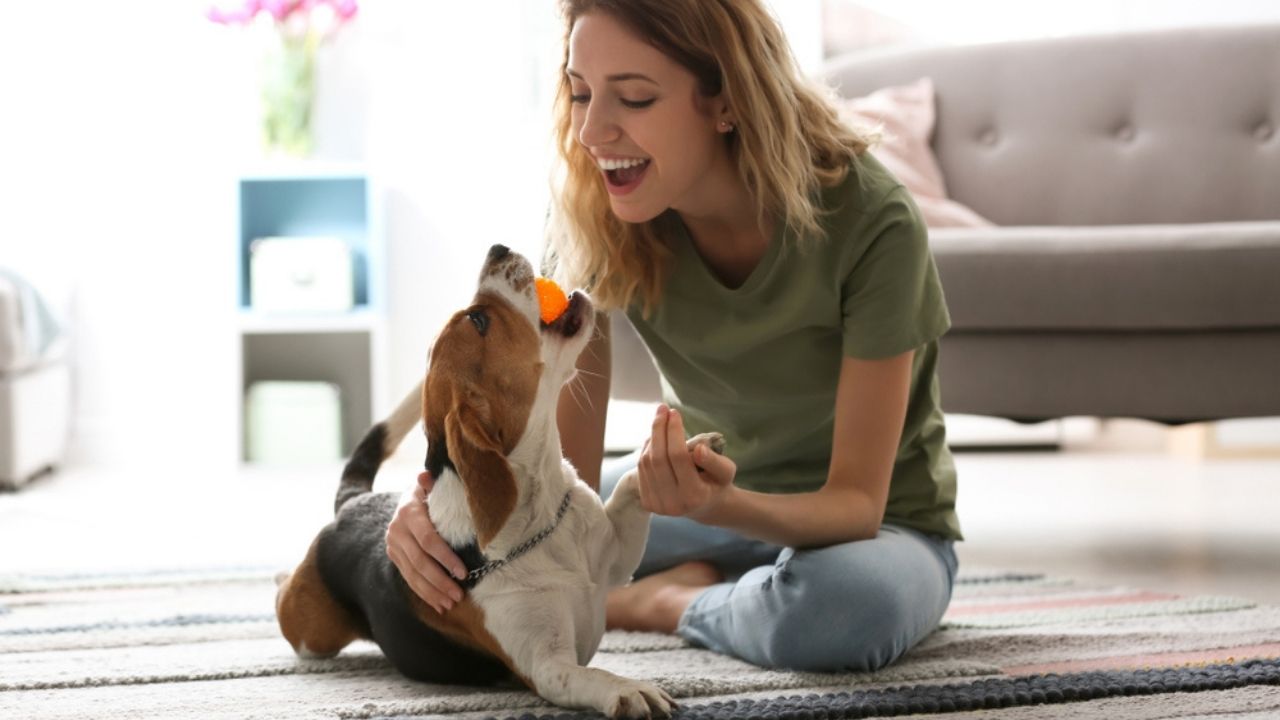 6 dicas de diversão para pets que moram em apartamentos