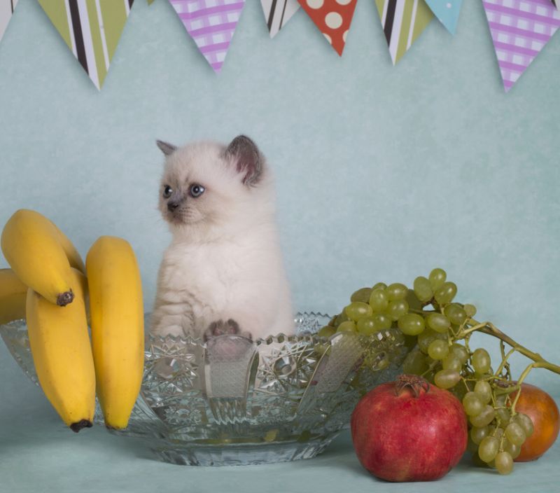 Gato pode comer banana? E tomar leite? Veterinária responde
