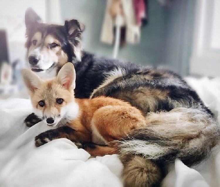 Você vai se encantar com a amizade deste cachorro e esta raposa 