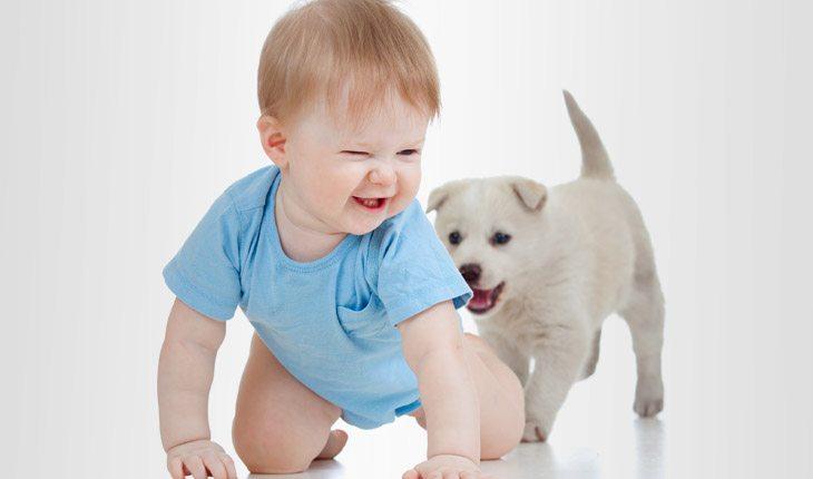 Menino, bebê, camiseta azul, engatinhando, sorrindo, cachorrinho branco atrás do bebê