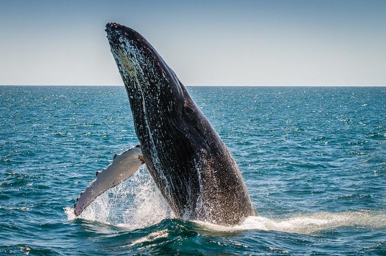 baleia oceano
