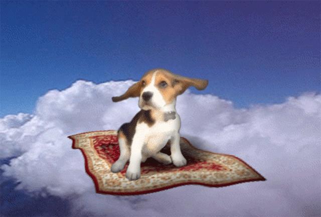 Cachorro voando no tapete final de semana