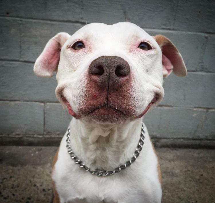 cão da raça pitbull sorrindo