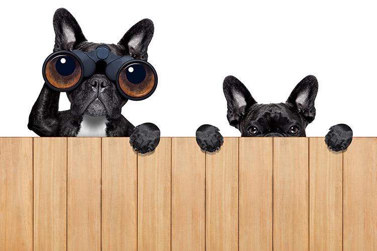 cachorros espiando com binóculo pela cerca