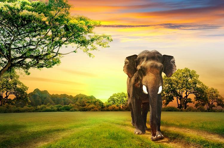 elefante selva andando inseminacao artificial profissão nojo