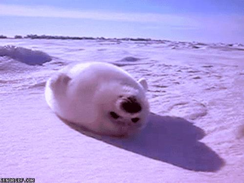 foca no gelo
