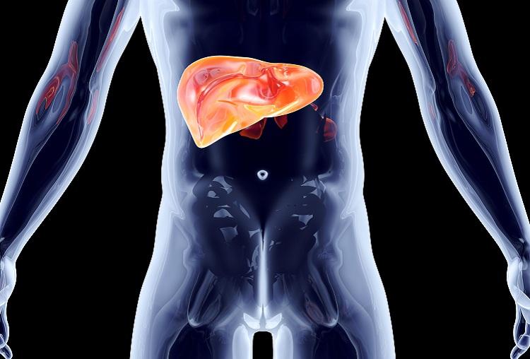 fígado humano com gordura
