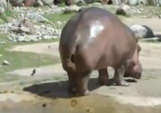 hipopotamo gif nojeira