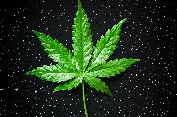 Primeiro medicamento à base de maconha Folha Cannabis Sativa