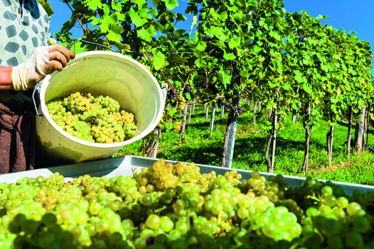 Vinícolas chilenas são referência na produção latino-americana de vinho