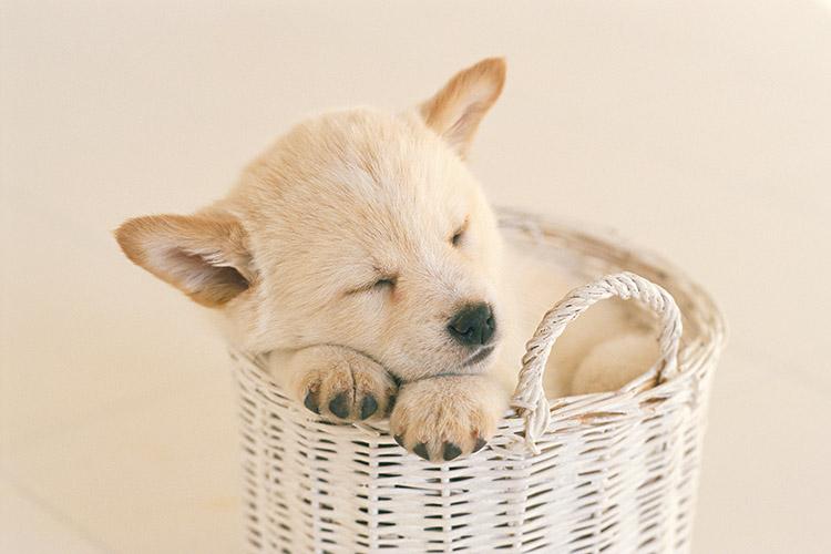 cão-dormindo-imunidade-fortalece-com-boa-noite-de-sono
