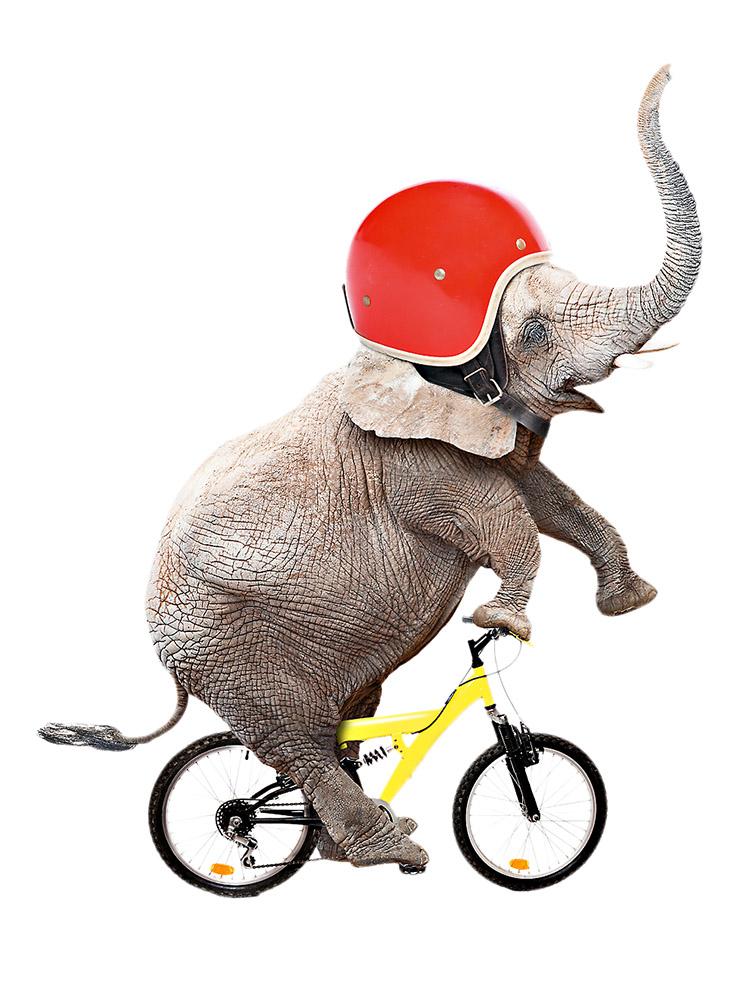 Elefante com capacete andando de bicicleta