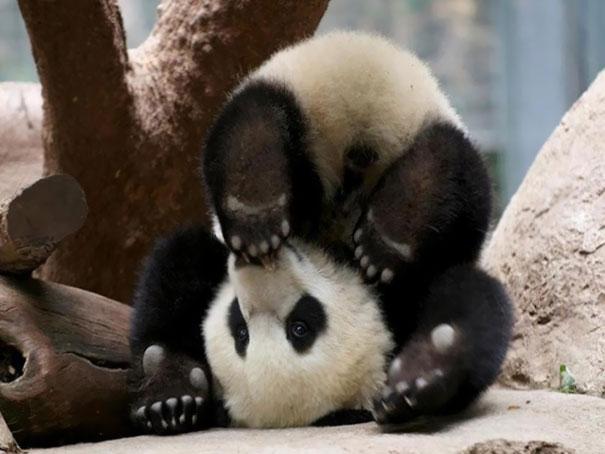 animais-yoga-panda-13