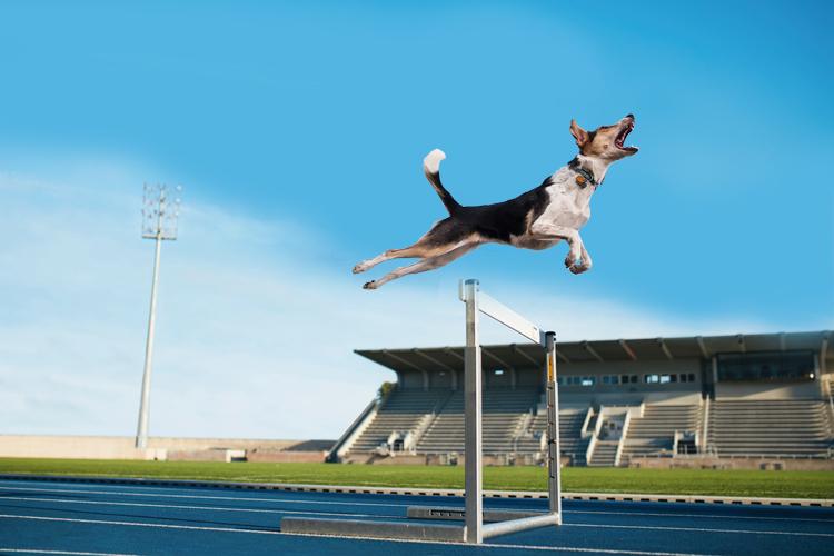 Cachorros fazendo atletismo com um esporte olímpico