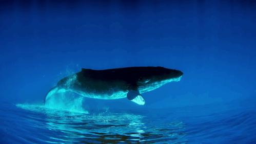 4 coisas que você não sabia sobre as baleias