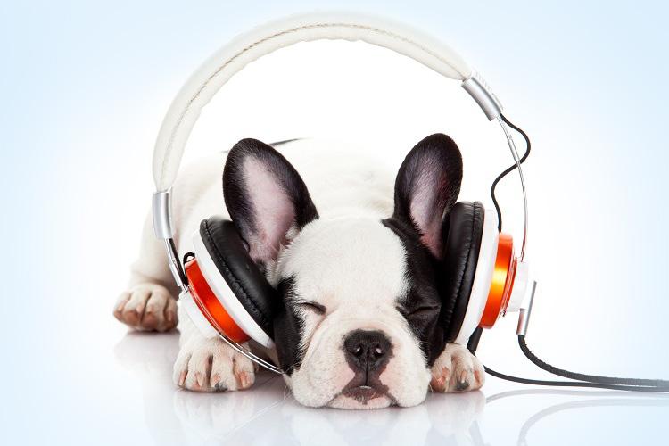 Cachorro, raÁa, escutando musica, fone de ouvido