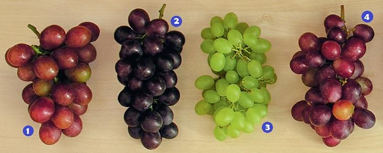diferentes tipos de uvas