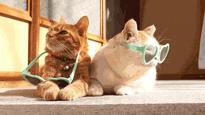 dois-gatos-usando-oculos