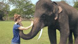elefante-e-humano-abraçando
