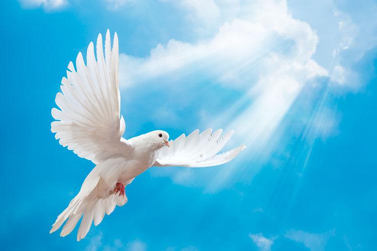 Imagem de uma pomba branca, simbolizando o Espírito Santo