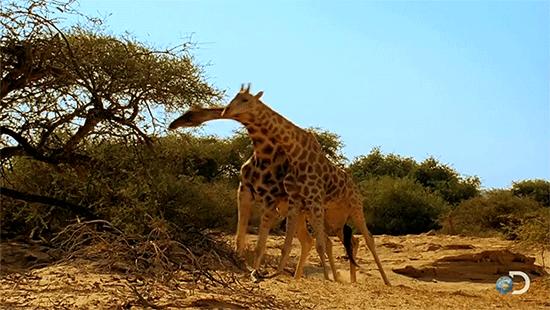 Girafas brigando por comida