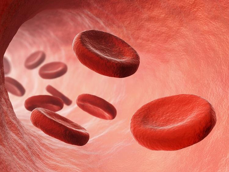 Glóbulos vermelhos, células sanguíneas, sangue