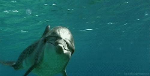 golfinho-nadando-olhando-para-a-camera
