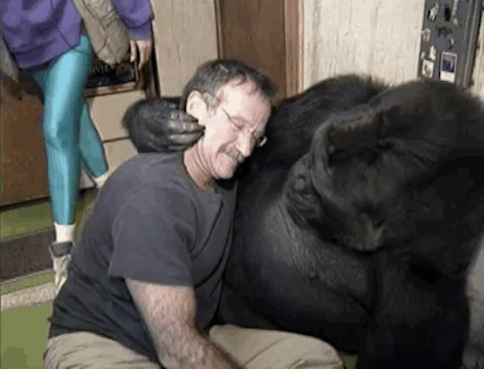 gorila-abracando-humano-amizade