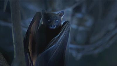 morcego-bravo-batendo-asas