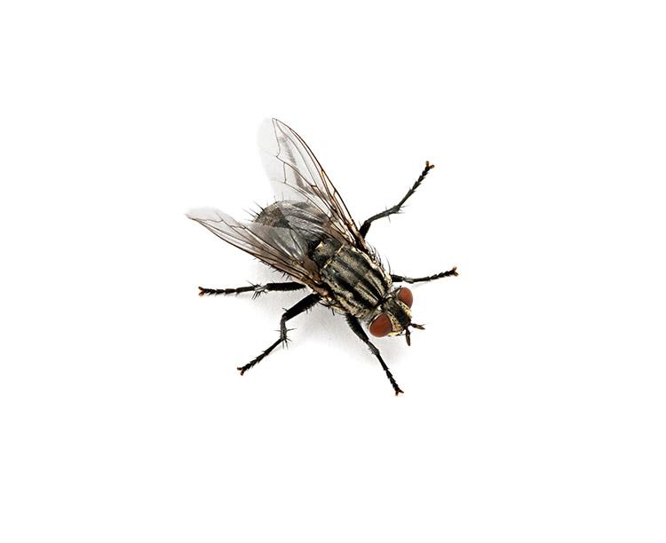 larvas mosca botfly