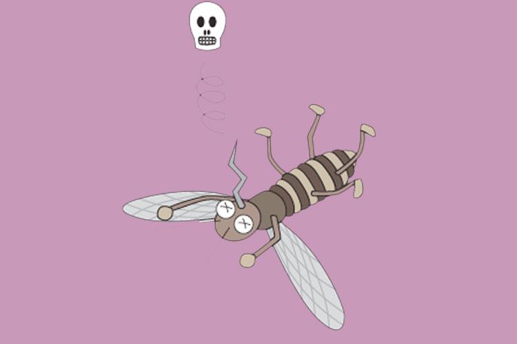 mosquito morto