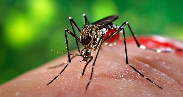 mosquito-picando-pessoa-sugando-sangue