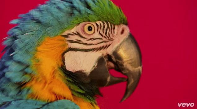 papagaio-colorido-piscando