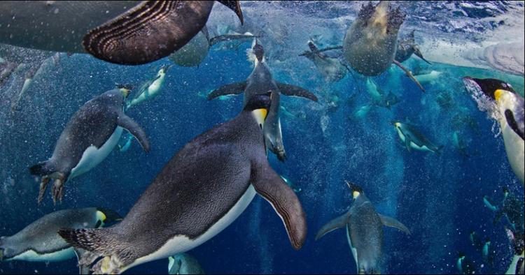 Pinguins nadando em fotografia que você não pode deixar de ver