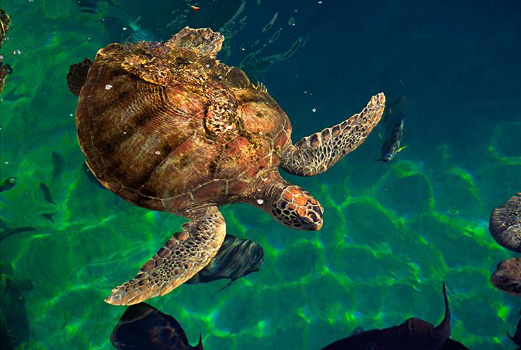 tartaruga-marinha-vista-de-cima
