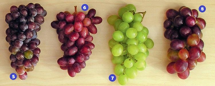 tipos de uvas