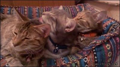 tres-gatinhos-lambendo-tomando-banho