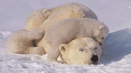 urso-mae-e-filhote-dormindo