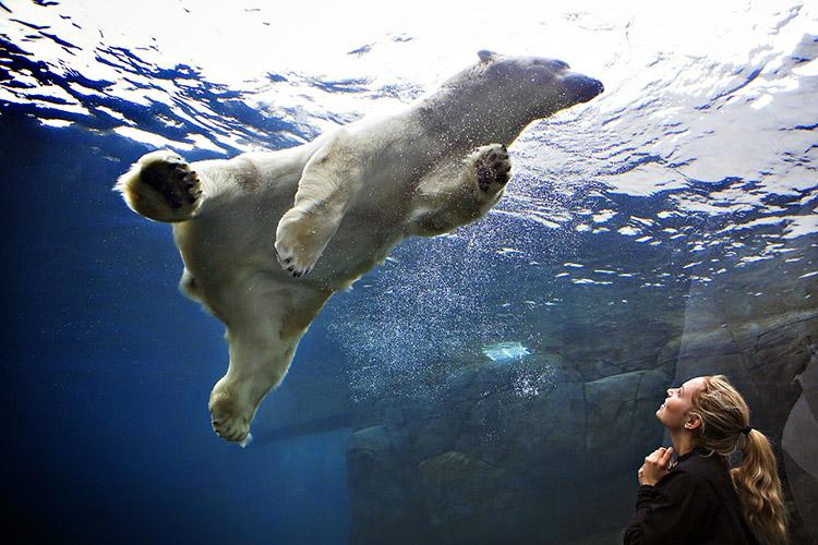 Urso polar no aquário e mulher observando