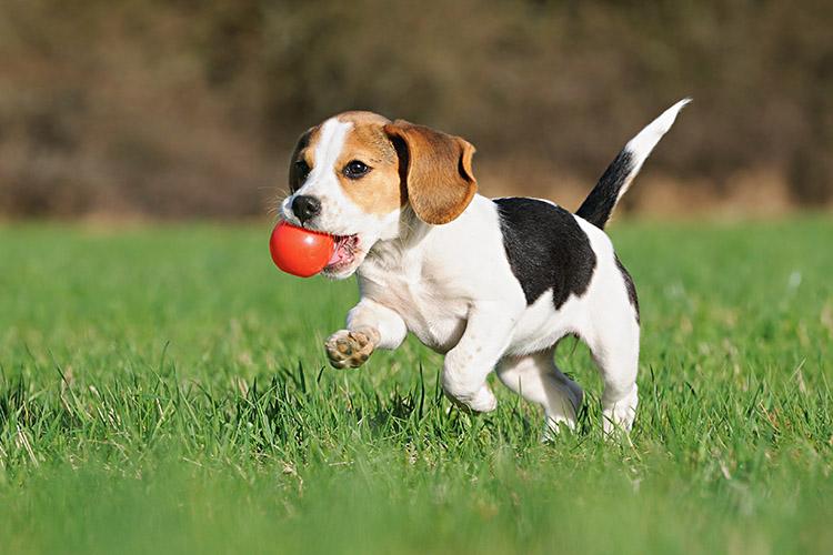 cachorro com bolinha vermelha na boca correndo