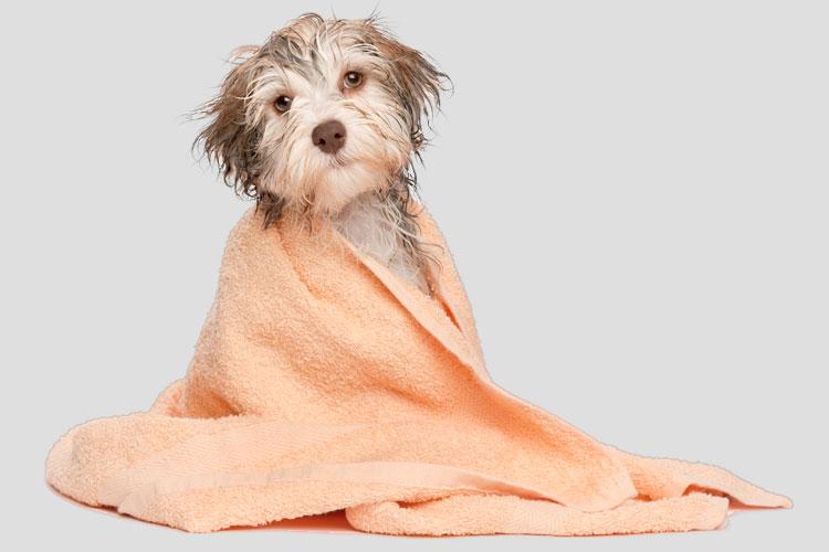 cão embrulhado na toalha e de banho tomado