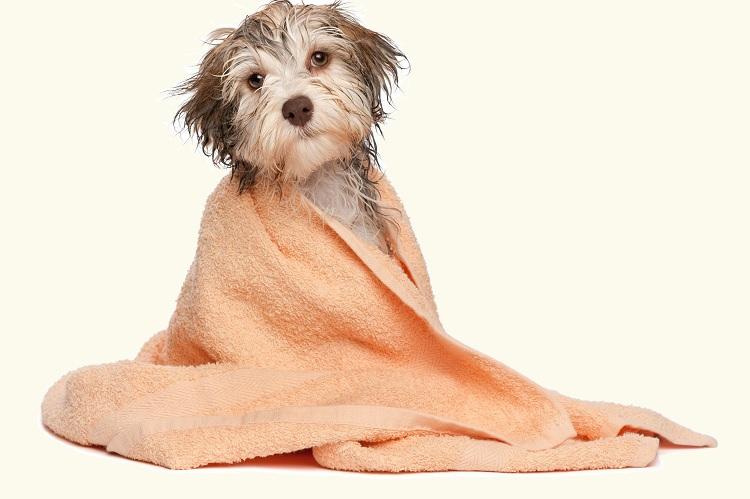 cão enrolado na toalha