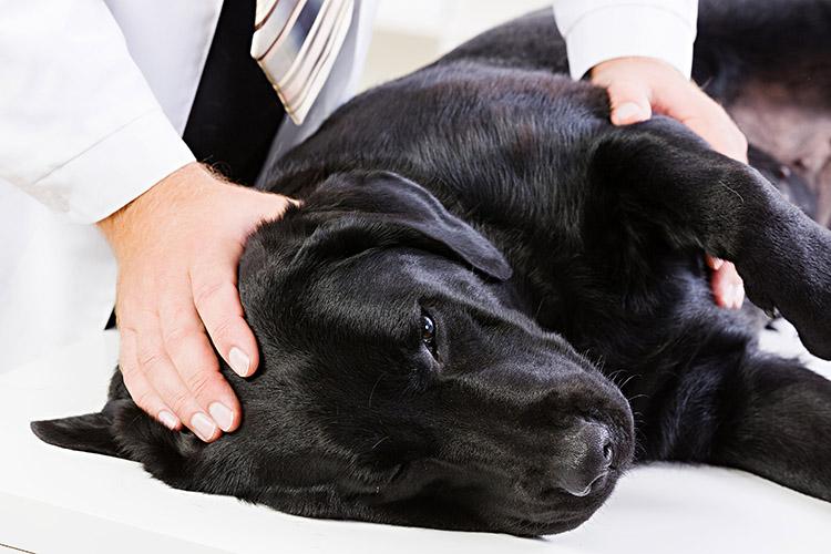cachorro-doente-veterinario-diabetes-doenca