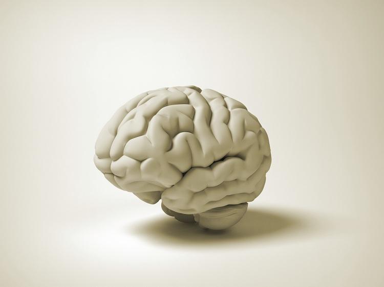 ilustração de um cérebro 
