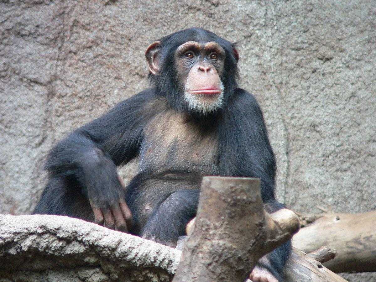 chimpanze zoologico musica cobra
